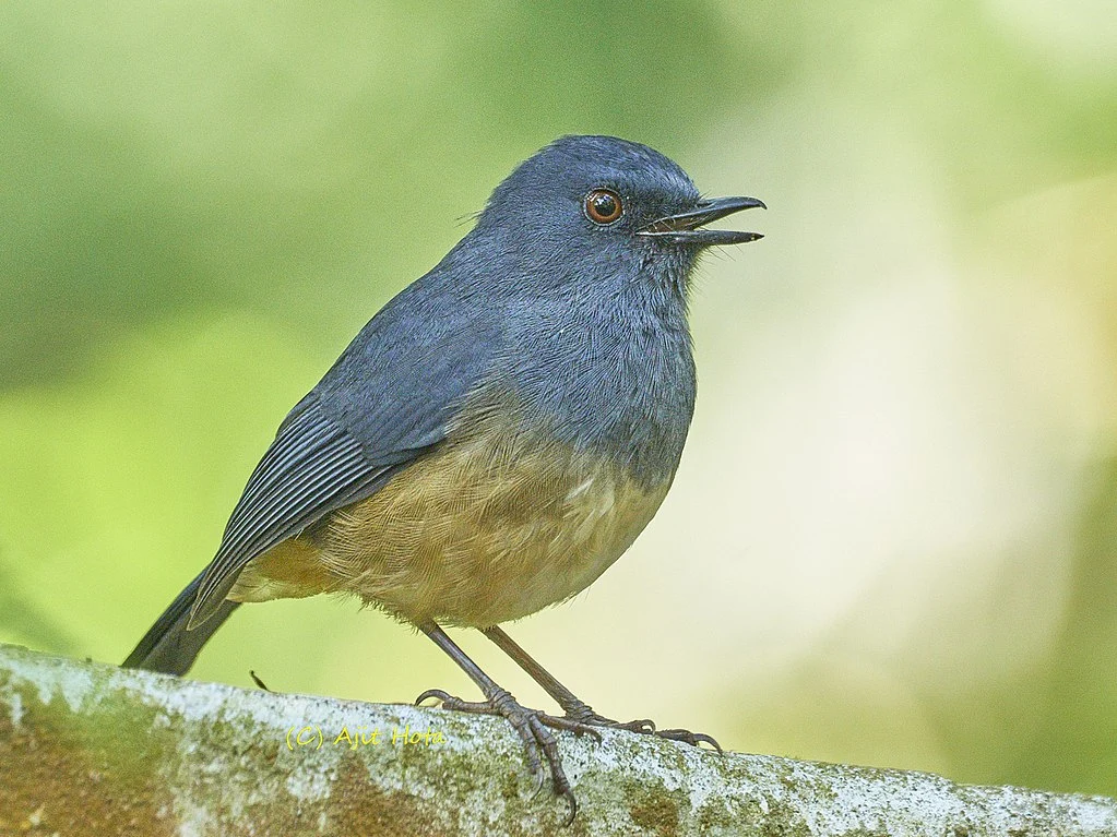Nilgiri Blue Robin, Southern India