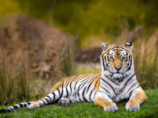Pench Tiger Safari Tour