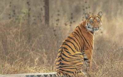 Tipeshwar Wildlife Sanctuary – Tiger Safari details & information