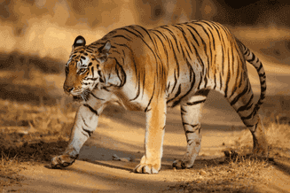 Bandhavgarh Budget Safari