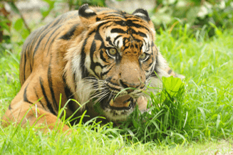 Plan Pench Tiger Reserve