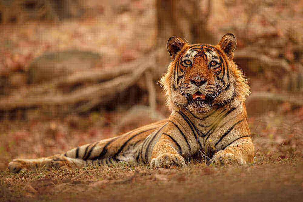Satpura tiger safari