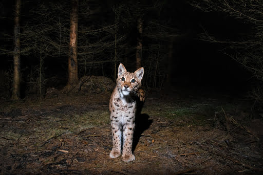 Eurasian Lynx spotted in night safari in India