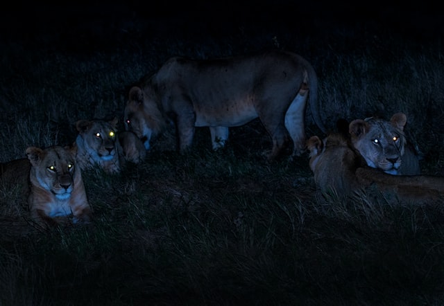 lion spotted in night safari