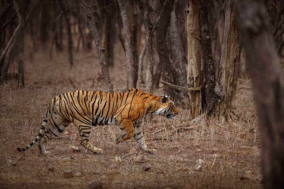 Panna Tiger Reserve - Park Information & Safari Details