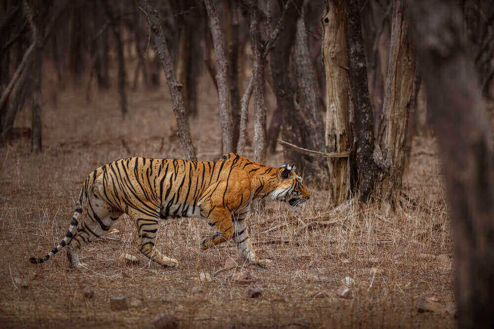 panna tiger reserve history