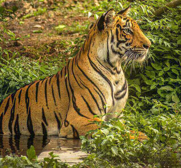 Satpura Tiger Reserve & National Park | Safari Details