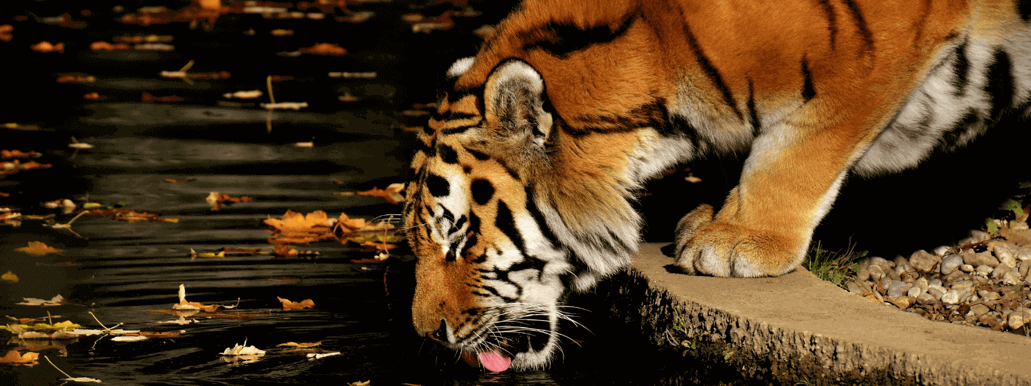 Satpura weekend tiger safari