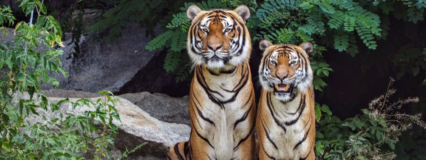 Big Cats Marathon Tour - 15 Nights 16 Days Tiger Safari