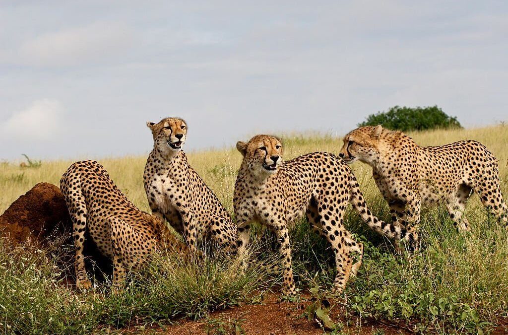 Cheetah Reintroduction in India: A Detailed Explanation