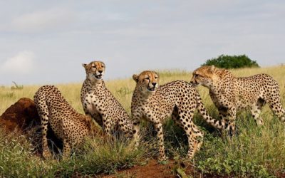 Cheetah Reintroduction in India: A Detailed Explanation