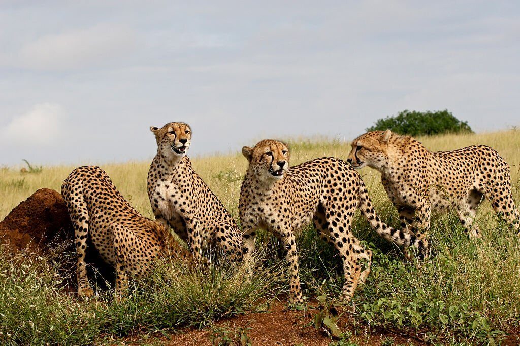 Cheetah reintroduction in India