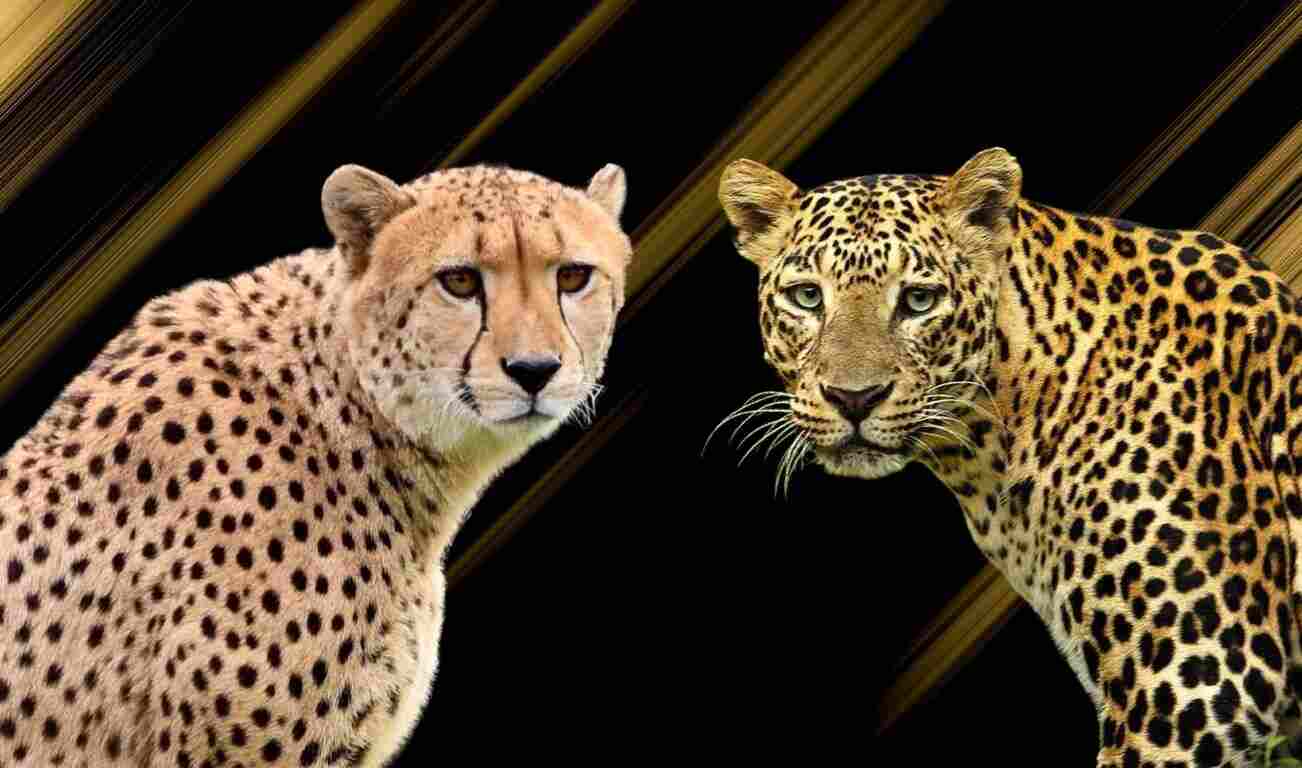 Cheetah and Leopard