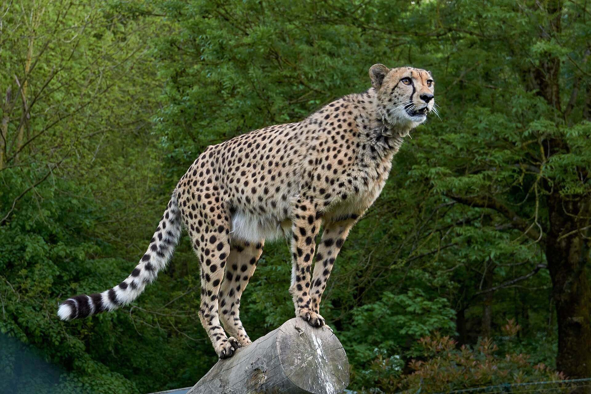 Cheetah Reintroduction 