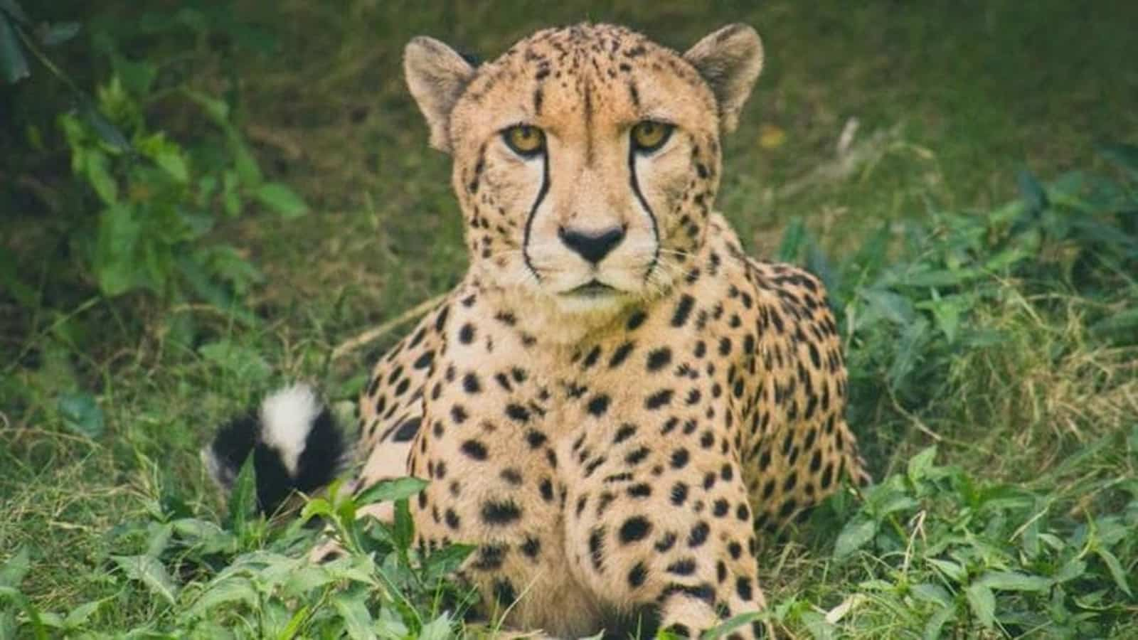 critics of cheetah reintroduction