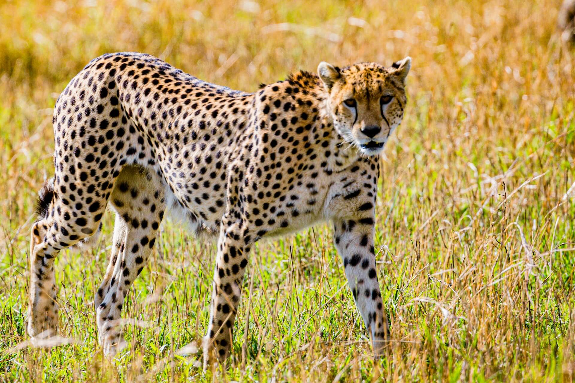 Kuno National Park for Cheetah