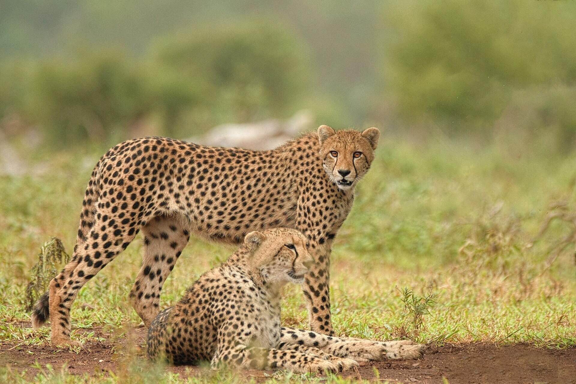 How Cheetahs got Extinct 