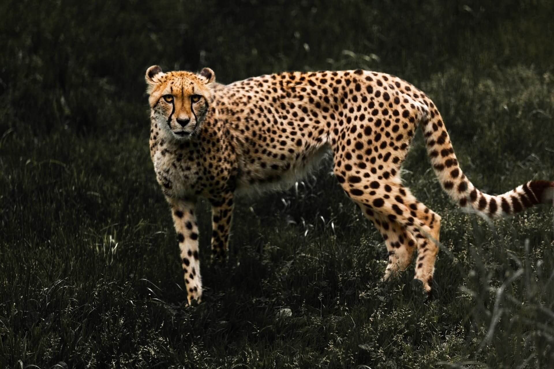 All about Cheetah reintroduction