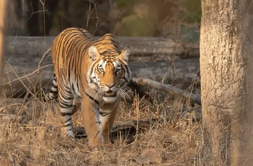 Tigress in Pench Weekend Safari