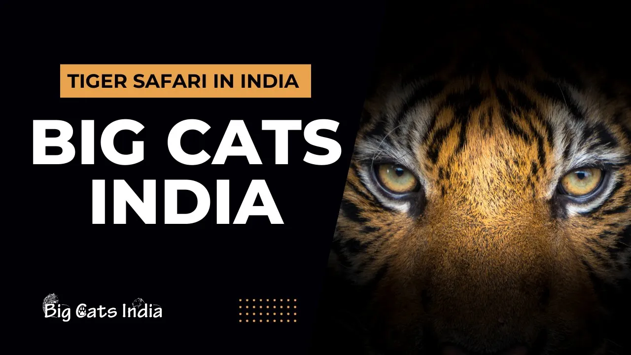 Big Cats India Company Introduction