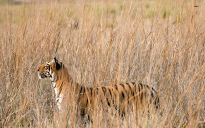 Tiger Census 2022 Report – Tiger Population in 2022