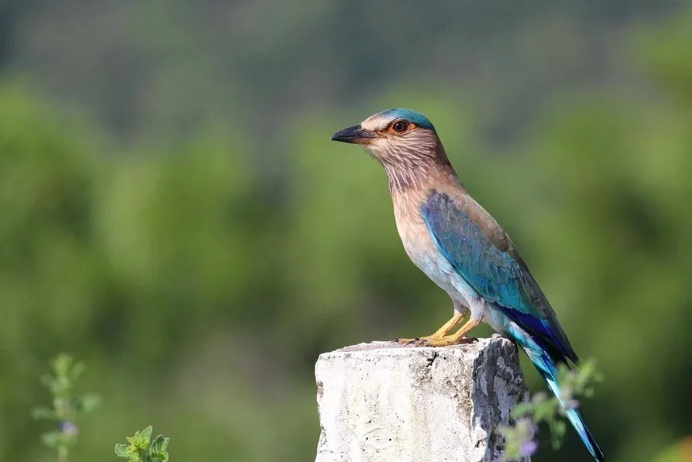 Birds of Kanha National Park