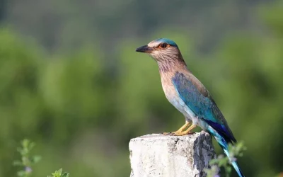 Birds of Kanha National Park