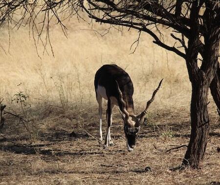 Spotted Deer, Pench