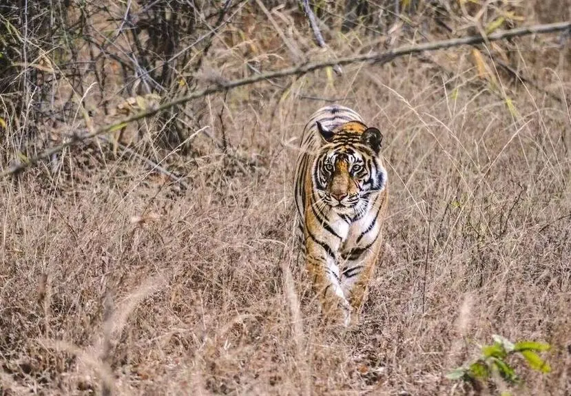 How to plan Bandhavgarh tiger safari