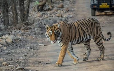 How to Plan Ranthambore tour