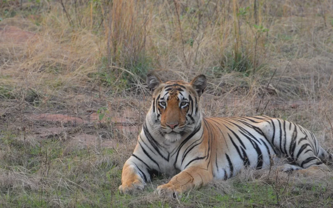 How To Plan Tadoba Tiger Safari