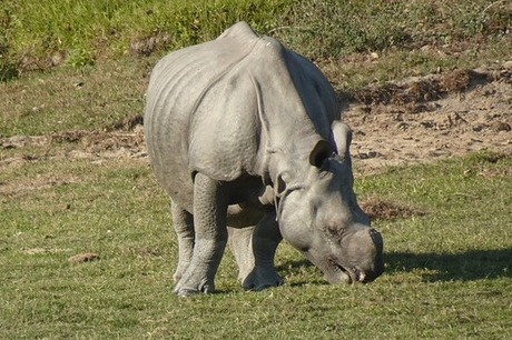 kaziranga-rhino-national-park