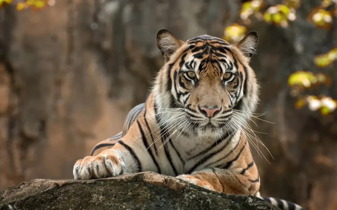 Golden Triangle with Ranthambore