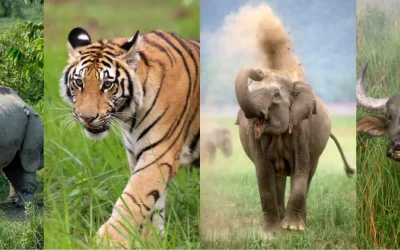 Offbeat Tiger Safari Parks in India: Exploring the Hidden Gems