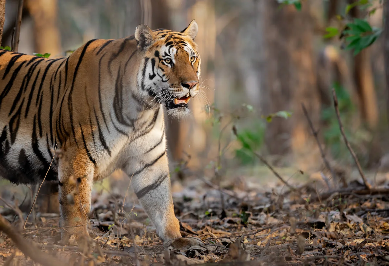 Ranthambore with golden triangle