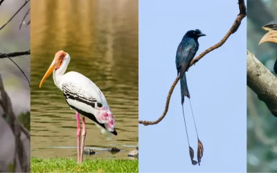Best Birding Destinations of India