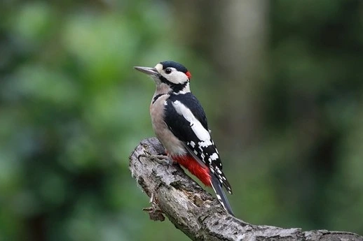 best-birds-spots-in-india