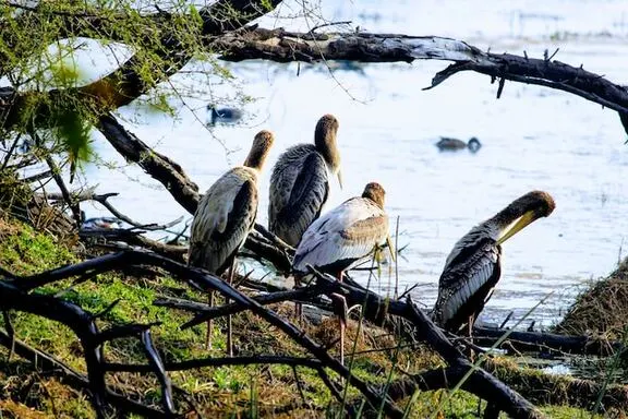 Bharatpur Bird Sanctuary, Rajasthan 