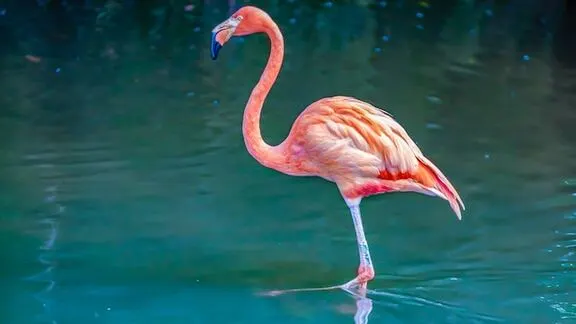 flamingo in Little Rann of Kutch