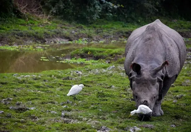 one hornded rhino