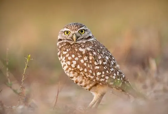 owl-birds-in-india