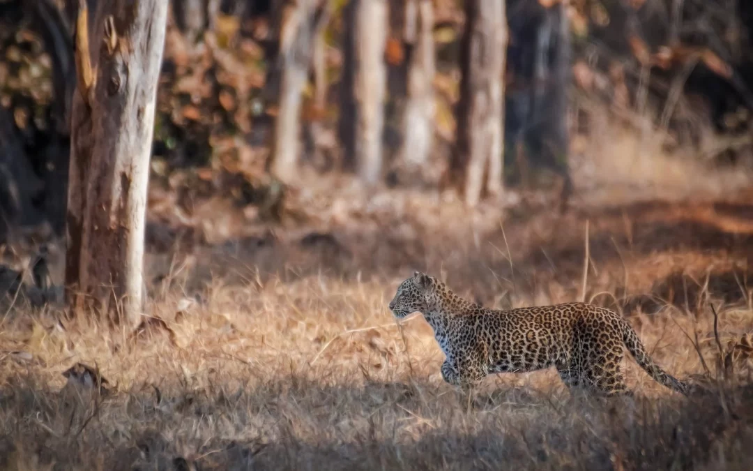 Leopard Safari In India