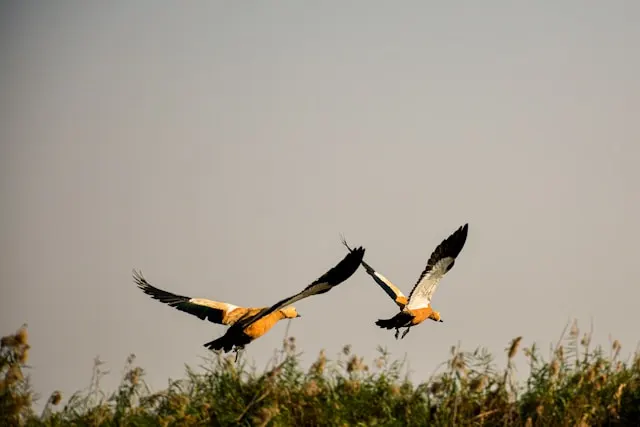 Bird In Mangalajodi Odisha