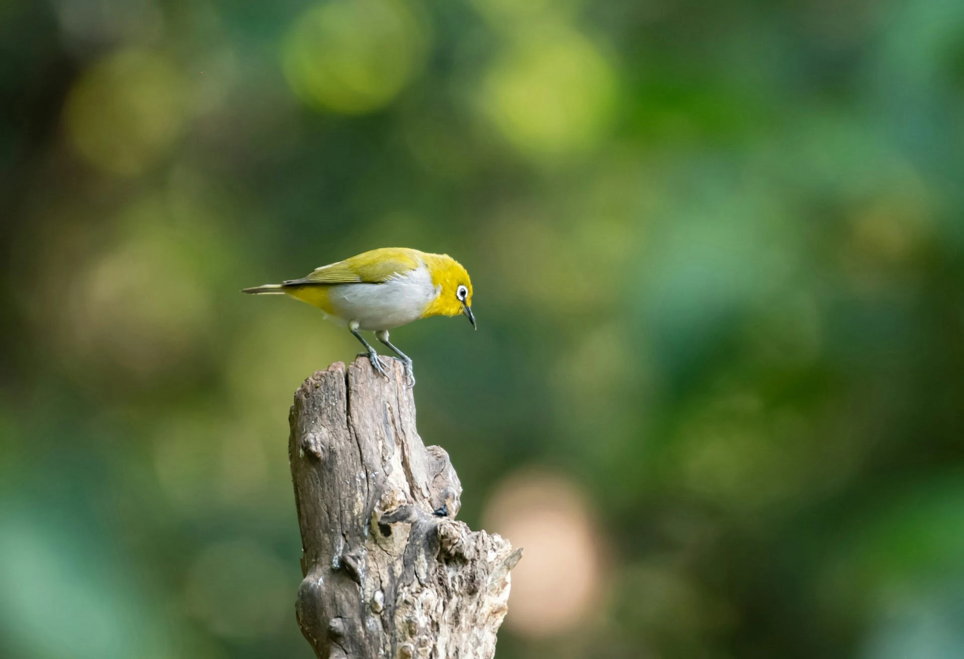 Birding in Sattal Uttarakhand