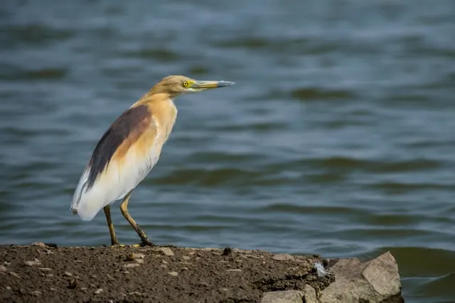 Indian Pond Heron in Bhigwan Bird Sanctuary