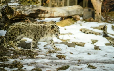 Snow Leopard Expedition in India