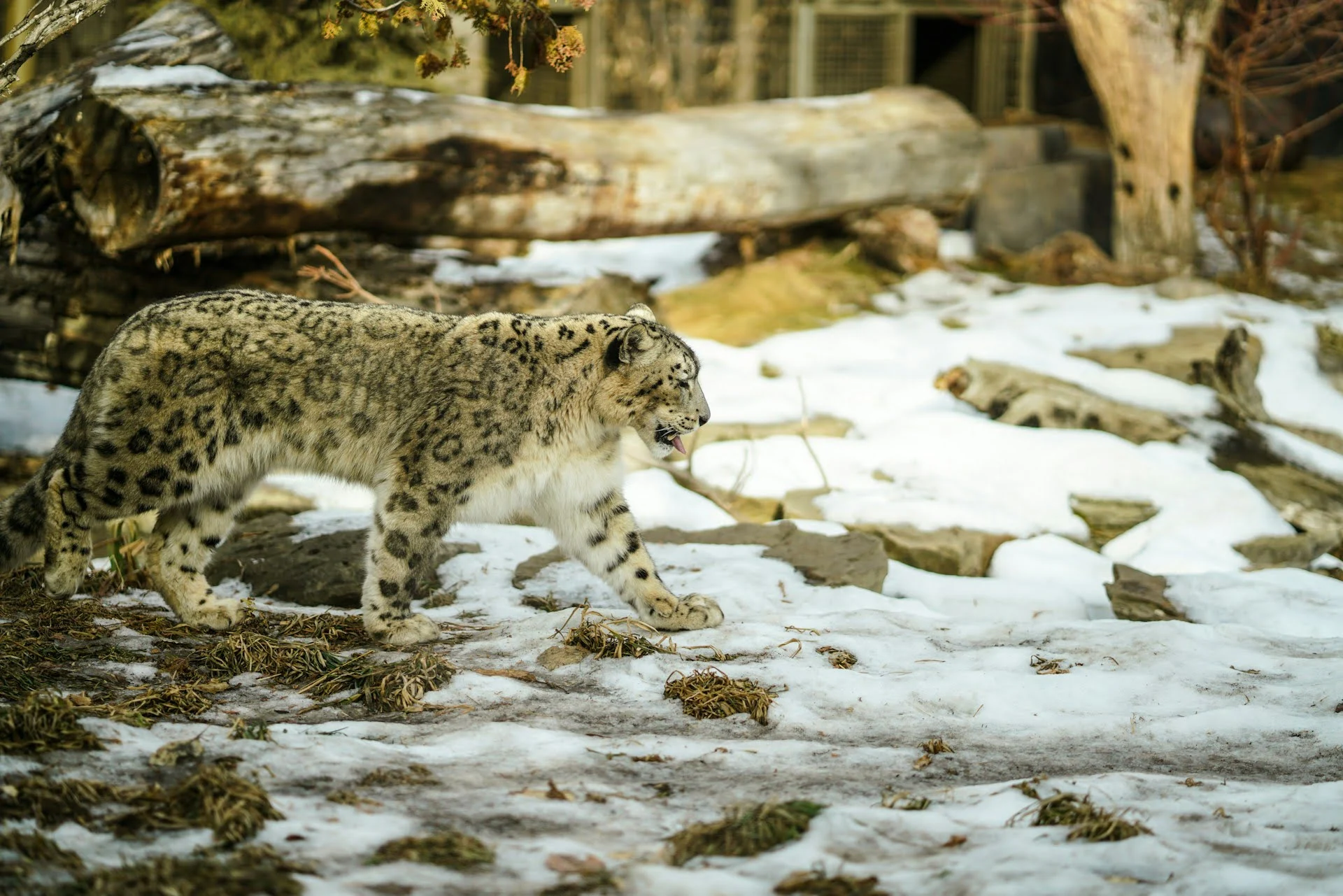Snow Leopard expedition in india