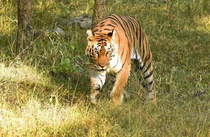 Pench Tiger Reserve