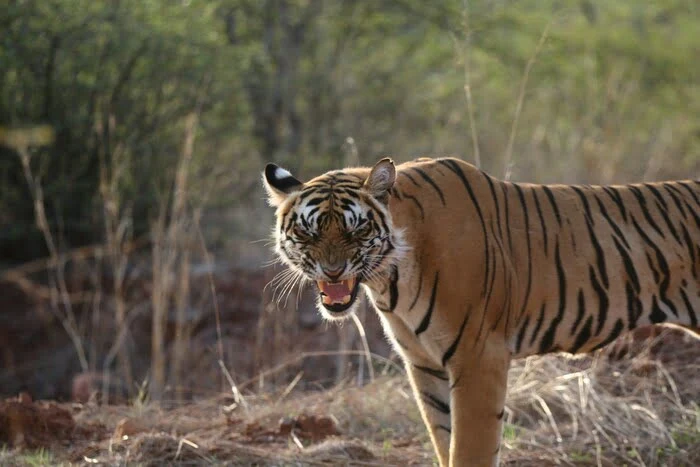 Ranthambore Tiger reserve