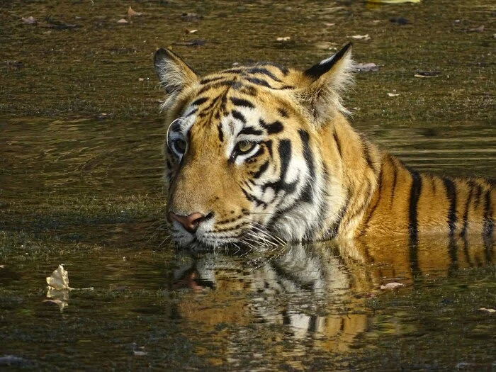 Tadoba Tiger reserve